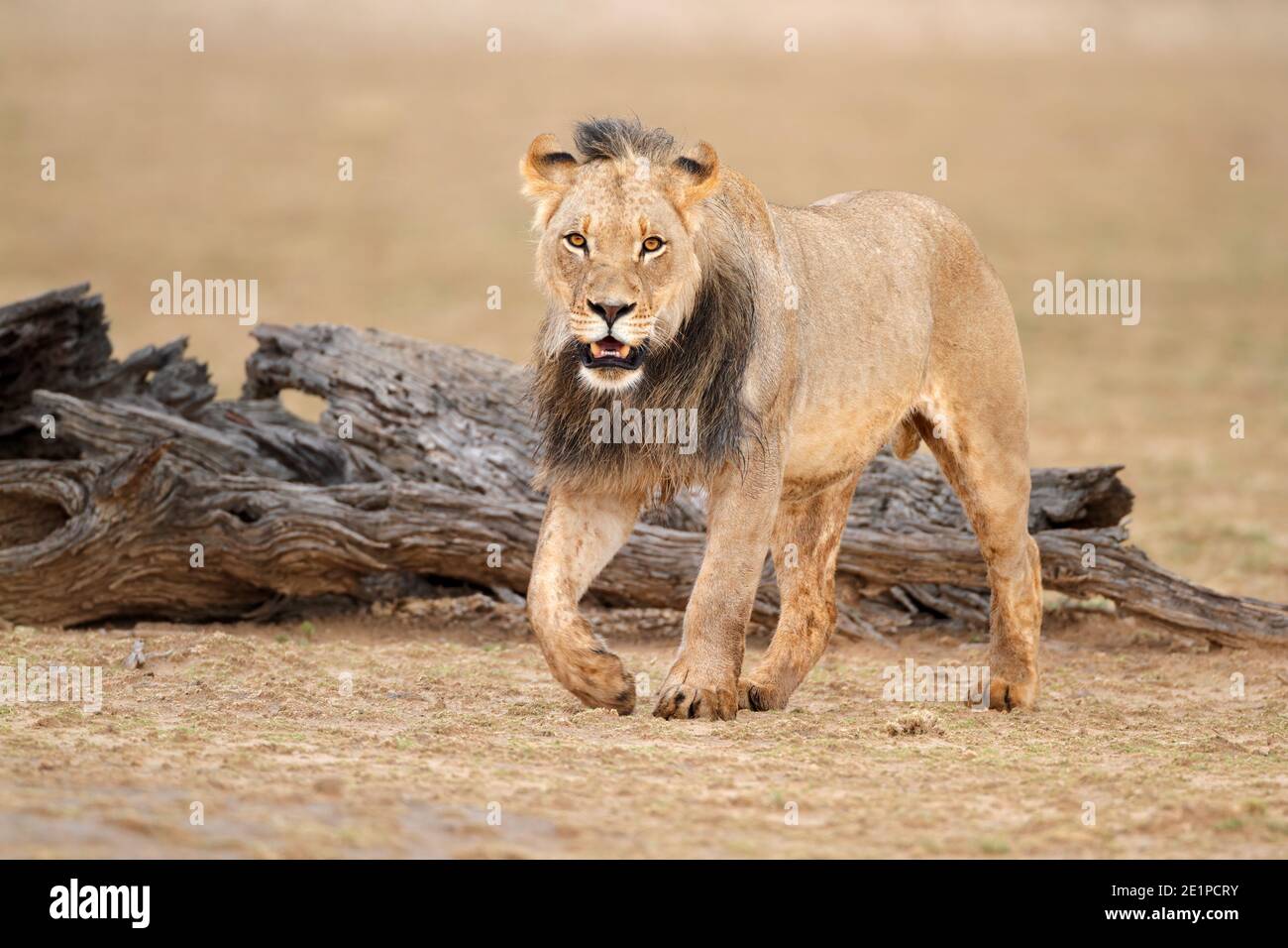 Leone africano maschile (Panthera leo), deserto di Kalahari, Sudafrica Foto Stock
