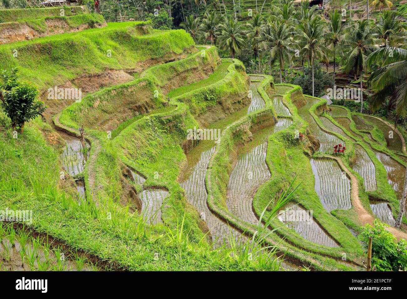 Vista panoramica di verde e lussureggiante Tegallalang terrazze di riso in Ubud, Bali, Indonesia Foto Stock