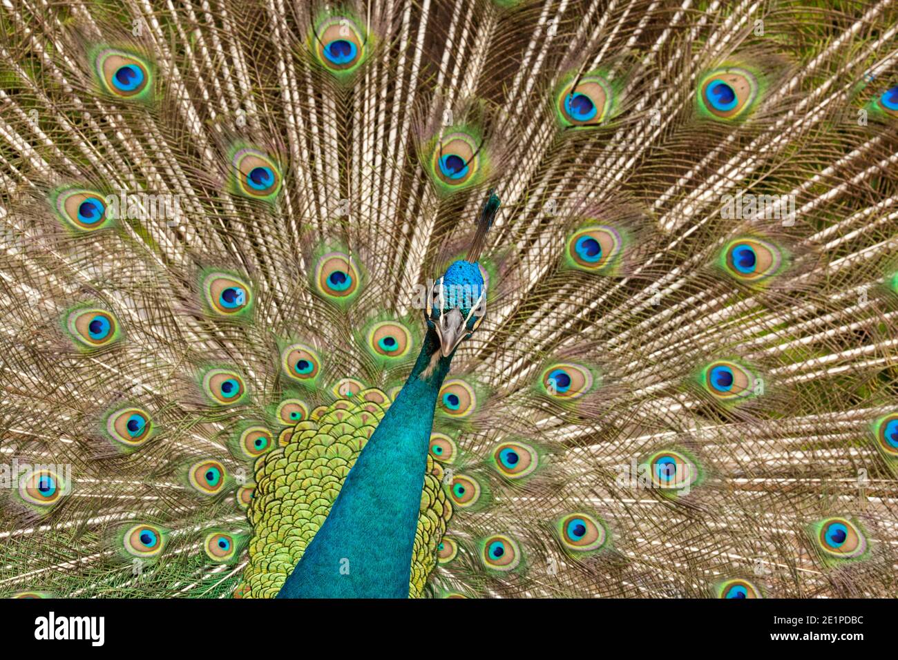 Peafowl, Påfågel (Pavo cristatus) Foto Stock