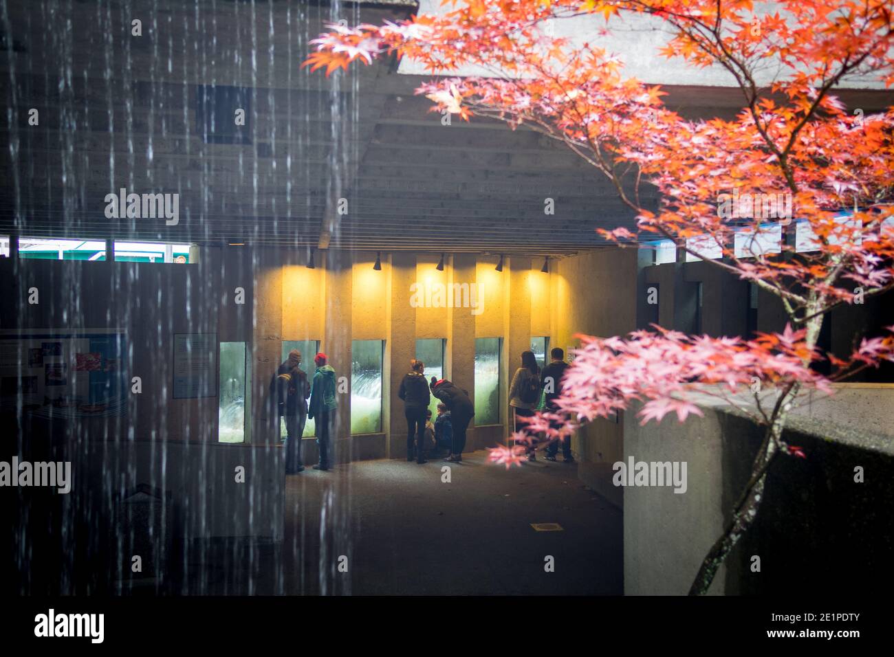I visitatori guardano il salmone che ritorna alla nascita al vivaio sul fiume Capilano, a North Vancouver, British Columbia (BC), Canada. Foto Stock