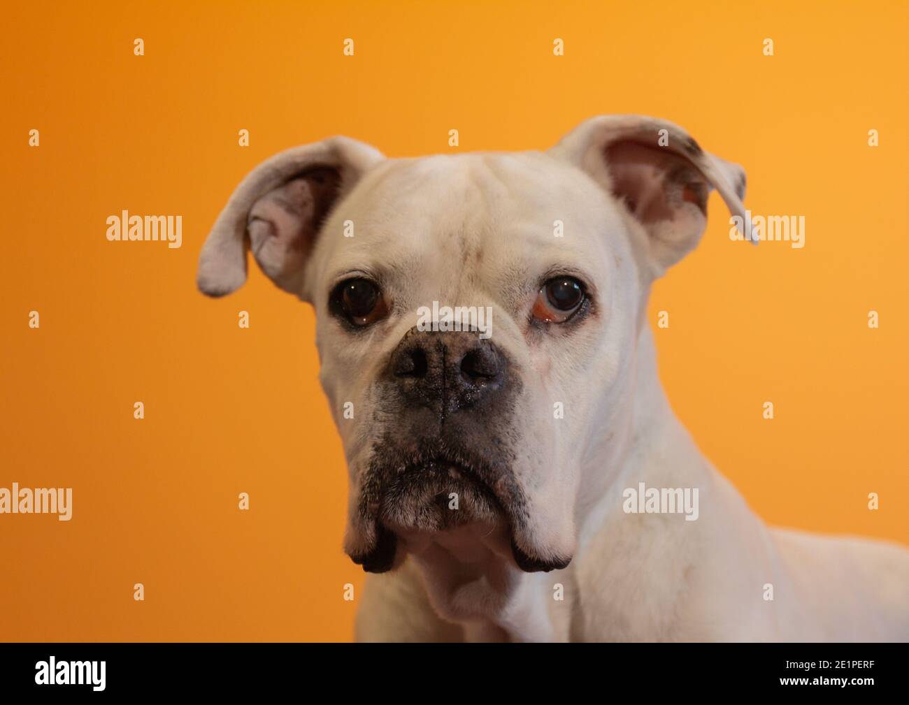 Ritratto di un cane Boxer Bianco su sfondo arancione. Foto Stock