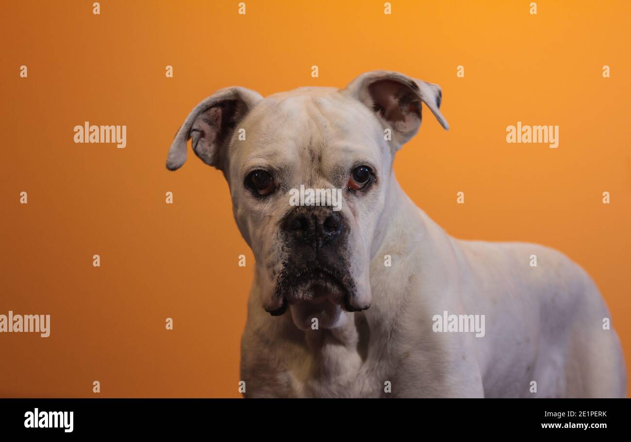 Ritratto di un cane Boxer Bianco su sfondo arancione. Foto Stock