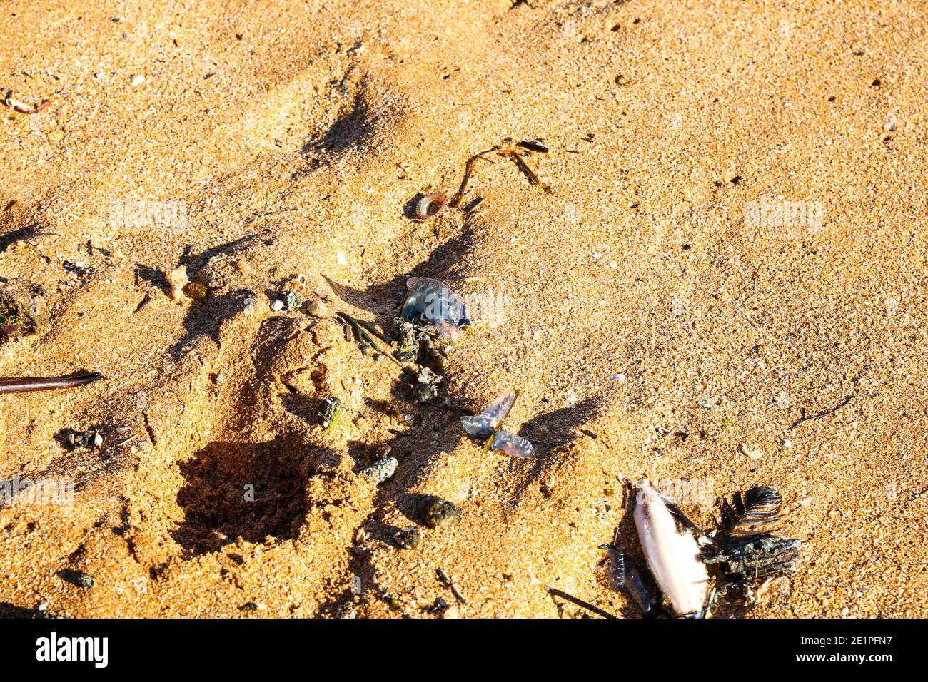 L'uomo o guerra portoghese, noto anche come bluebotole lavate sulla sabbia di Avalon Beach a Sydney, provocano migliaia di punture ogni estate Foto Stock