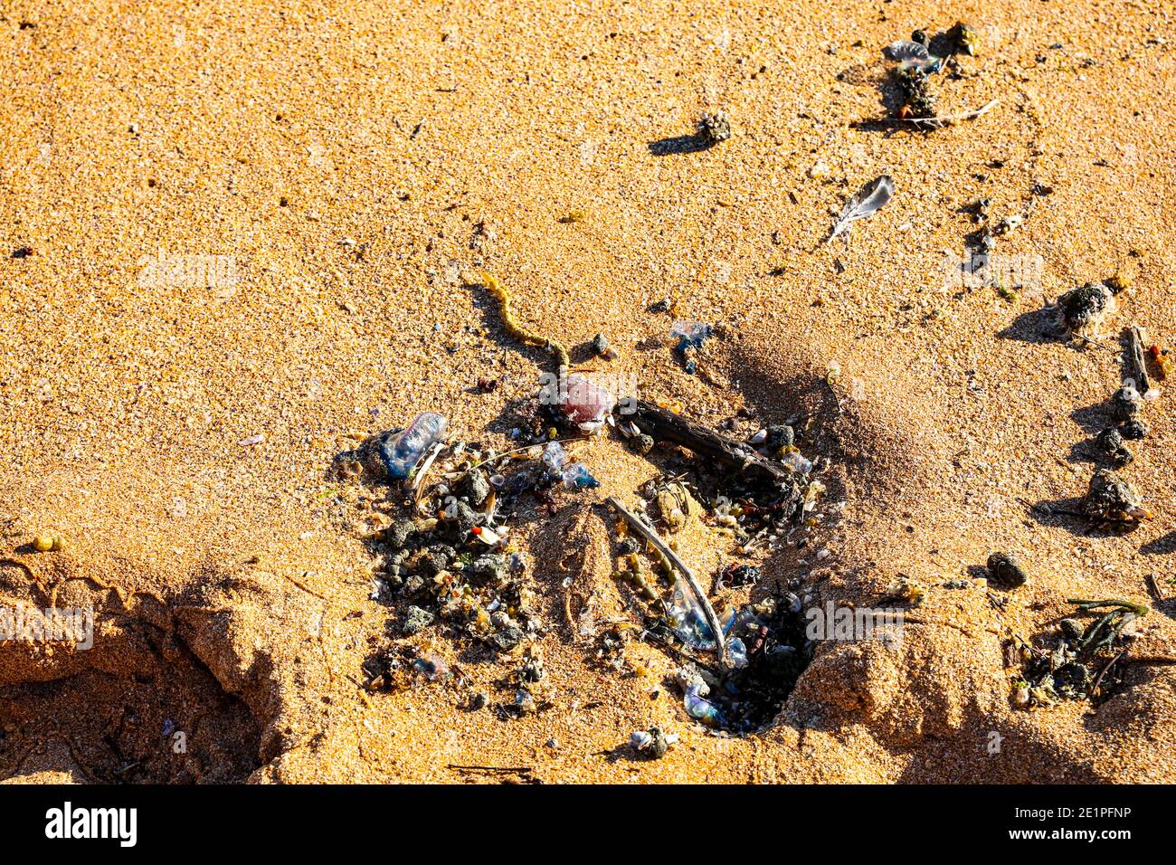 L'uomo o guerra portoghese, noto anche come bluebotole lavate sulla sabbia di Avalon Beach a Sydney, provocano migliaia di punture ogni estate Foto Stock