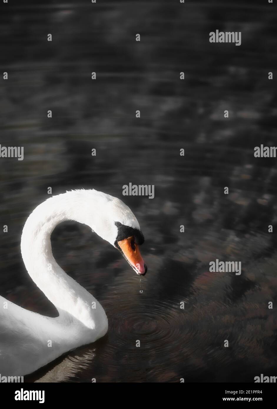 Gocciolina d'acqua appesa al becco di cigno bianco. Concetto di grazia, eleganza e bellezza Foto Stock
