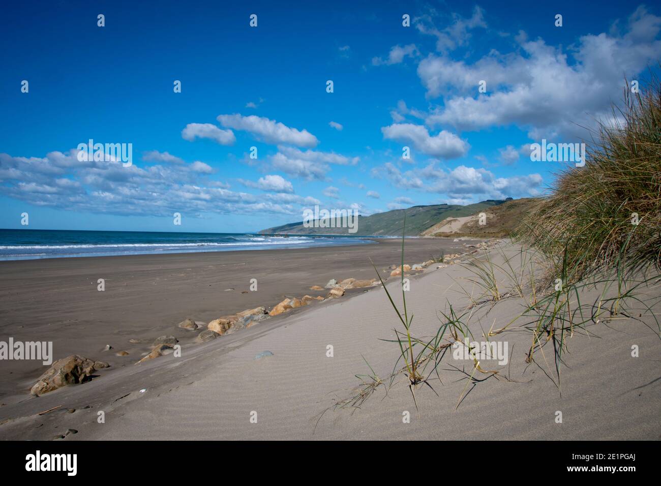 Erba che cresce su dune di sabbia vicino alla spiaggia, Herbertville, Tararua Distirct, Isola del Nord, Nuova Zelanda Foto Stock