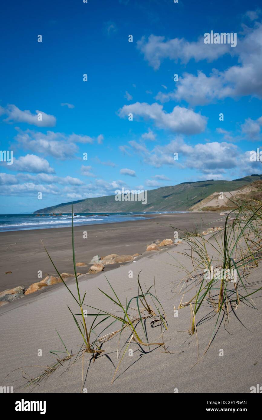 Erba che cresce su dune di sabbia vicino alla spiaggia, Herbertville, Tararua Distirct, Isola del Nord, Nuova Zelanda Foto Stock