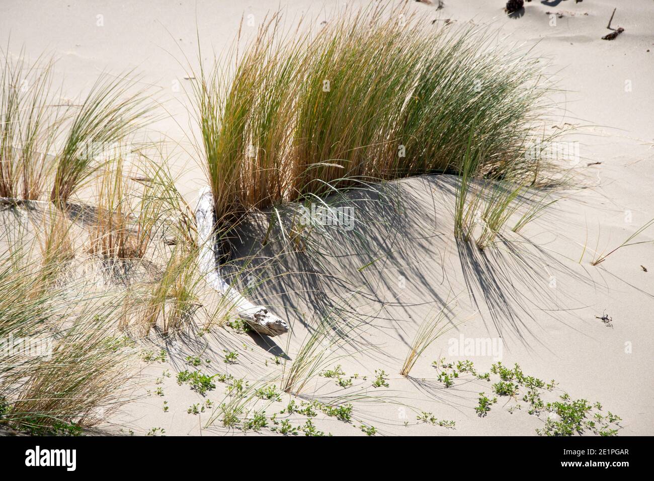 Erba che cresce su dune di sabbia, Herbertville, Tararua Distirct, Isola del Nord, Nuova Zelanda Foto Stock