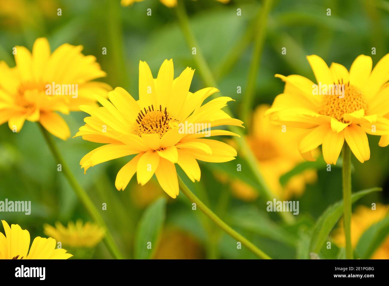 Teste di fiori semi-doppie di colore giallo scuro di Heliopsis helianthoides var. Scabra 'Oro dell'acquerite'. Nord America ox-eye 'Waterperry Gold' Foto Stock