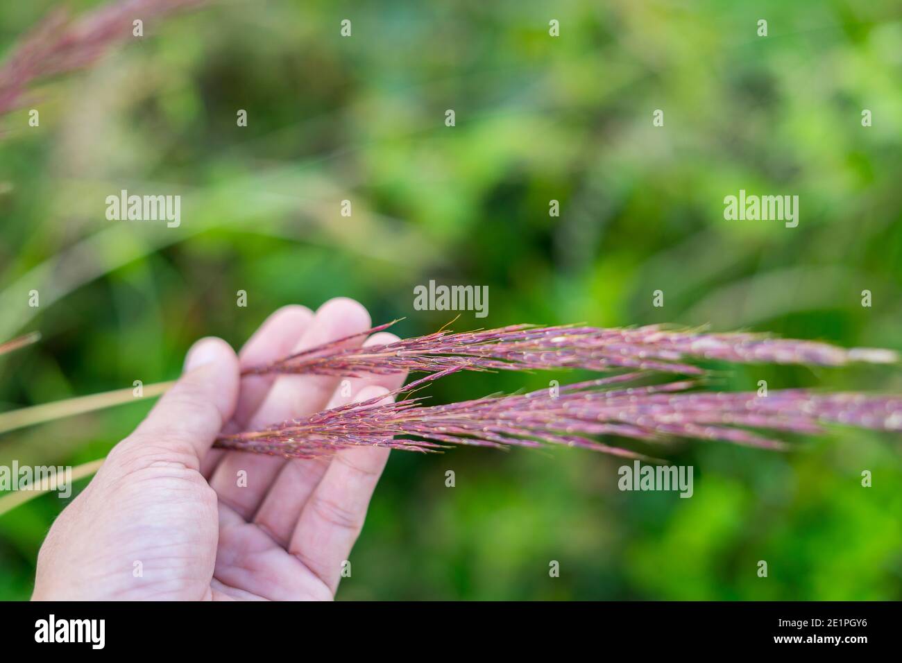 Uomo mano che tiene Rosa Muhly Grass Muhlenbergia capillaris. Foto Stock