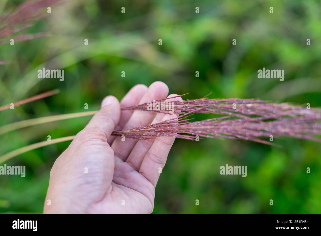 Uomo mano che tiene Rosa Muhly Grass Muhlenbergia capillaris. Foto Stock