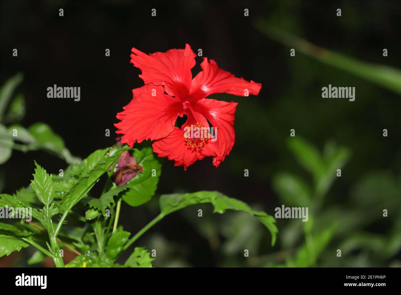 Fiore rosso ibisco aperto nel giardino, hibiscus fiore immagine priva di royalty Foto Stock