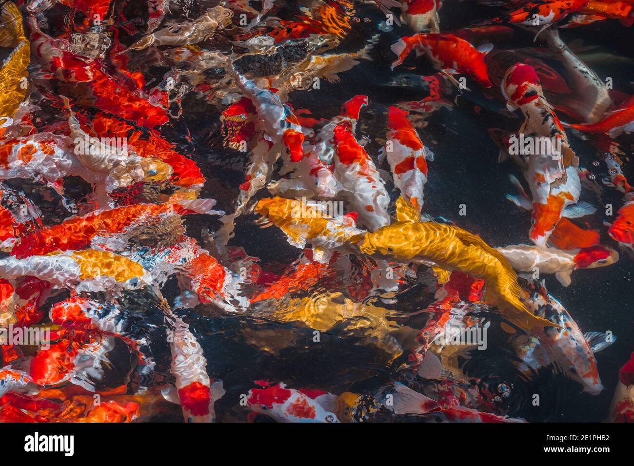 Carpe Koi, uno stagno naturale in giardino per loro - Passione in verde