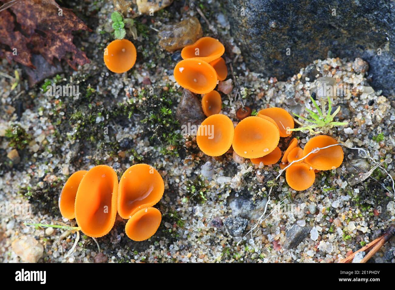 Aleuria aurantia, conosciuto come il fungo della coppa della scorza d'arancia, fungo selvatico dalla Finlandia Foto Stock