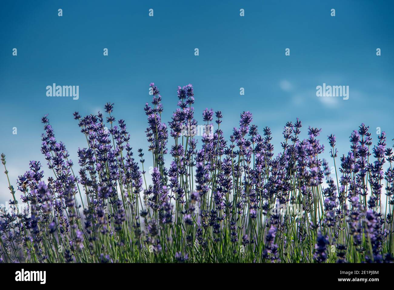 fiori di lavanda su cielo blu, primo piano con messa a fuoco selettiva, spazio di testo Foto Stock