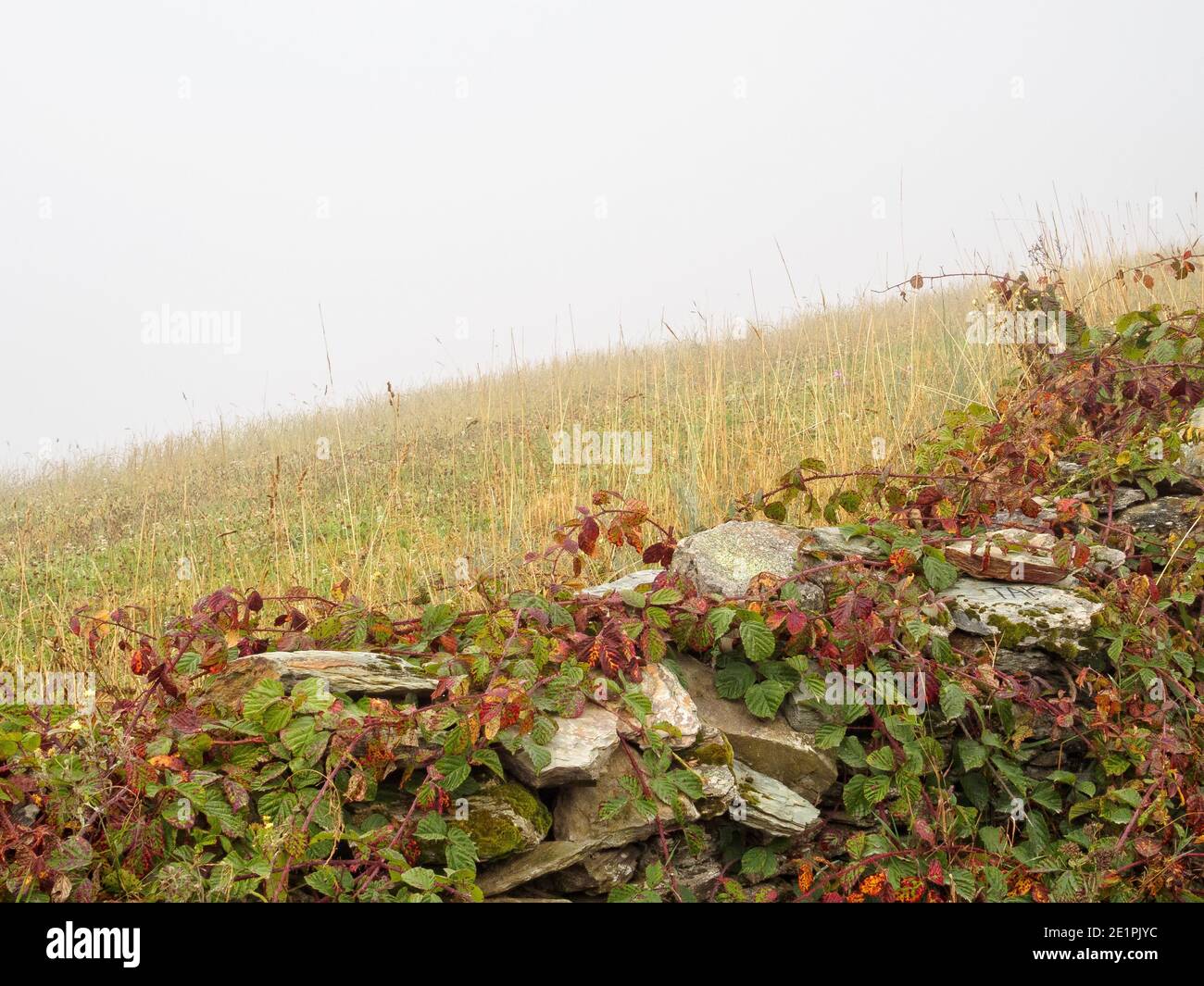 Sminuzzando la parete di pietra secca, adornata da piante spiose che si arrampicano lungo la pista foggosa di Camino - Laguna de Castilla, Castiglia e Leon, Spagna Foto Stock