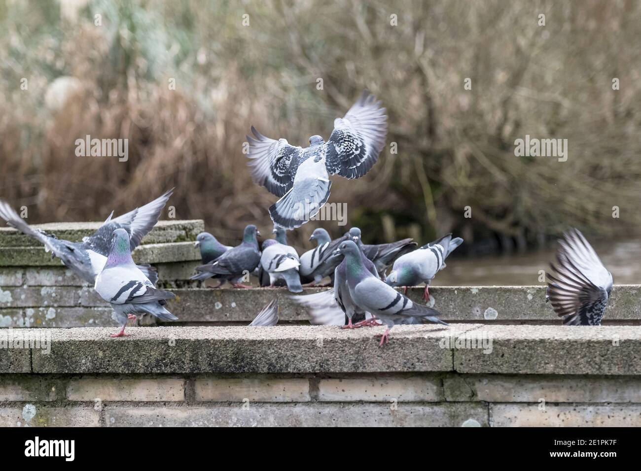 Piccioni ferali - Columba livia domestica. Foto Stock
