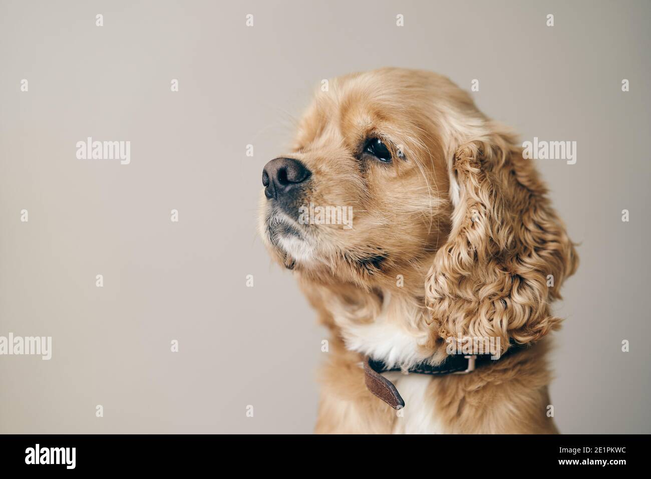 Fawn Adult American Cocker Spaniel. Primo piano Foto Stock