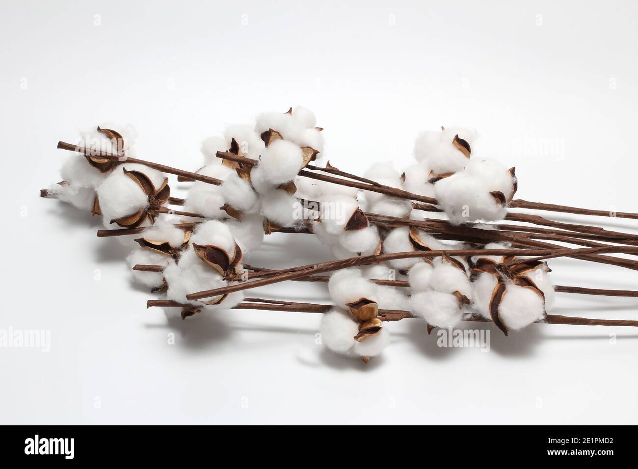 Mazzo di fiori di cotone su sfondo bianco Foto Stock