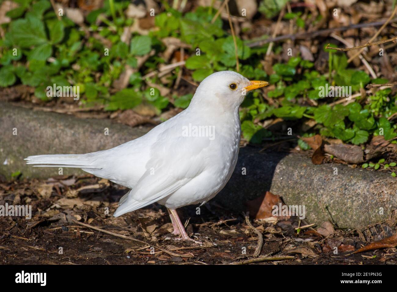 Leucistic White Blackbird Turdus merula Foto Stock