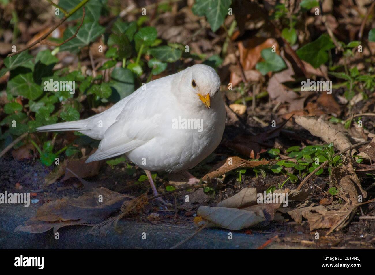Leucistic White Blackbird Turdus merula Foto Stock