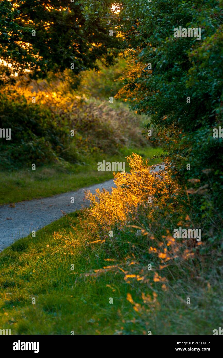 Boschi nei pressi del Mausoleo di Darnley Cobham al tramonto Foto Stock