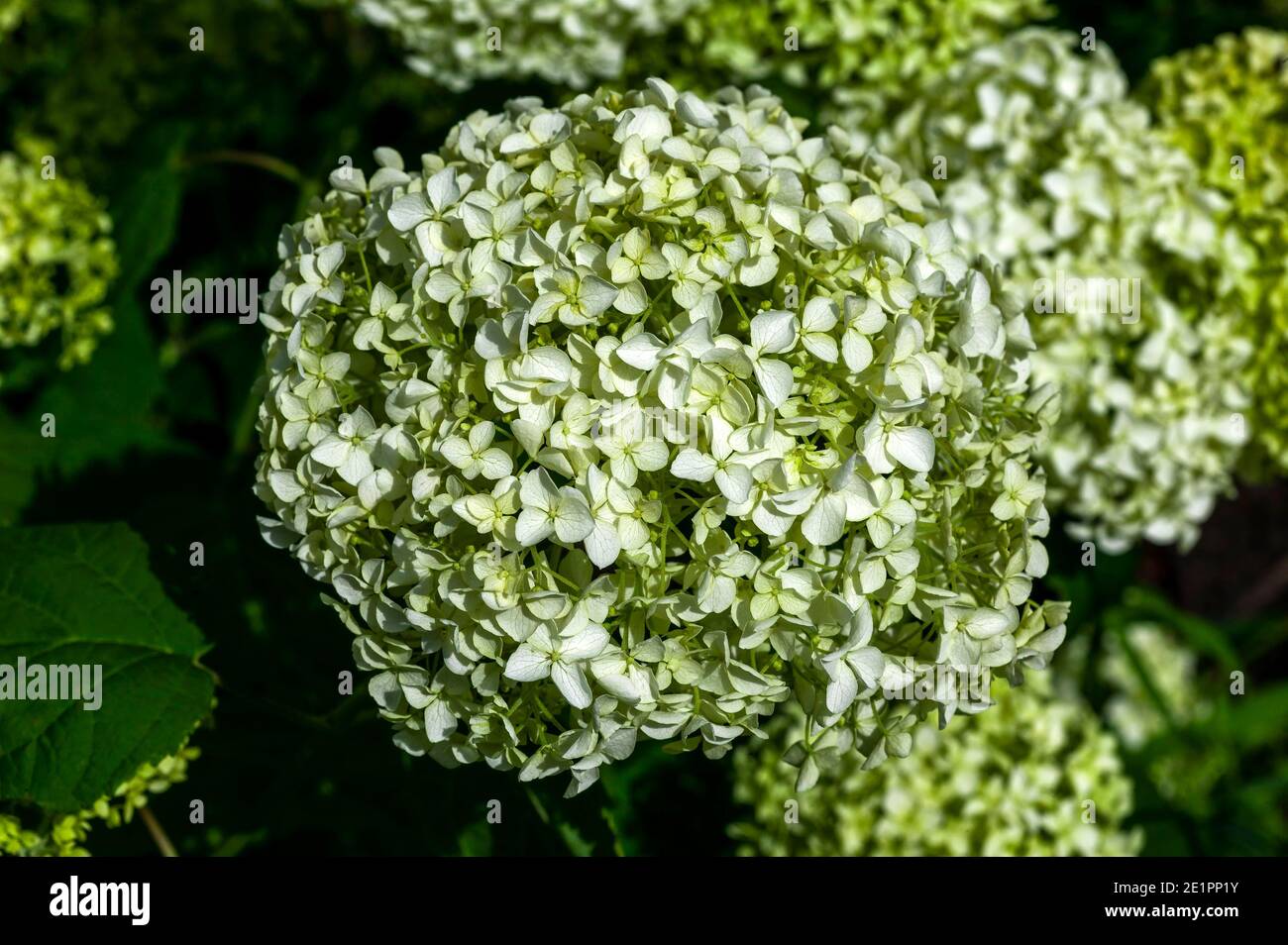 Hydrangea arborescens 'Annabelle' una pianta arbusto fioritura estiva con un Bianco fiore estivo che apre da luglio a settembre e. comunemente noto Foto Stock