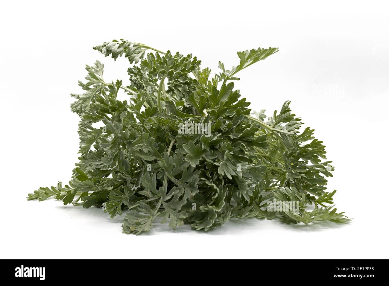 Artemisia assinthium pianta, nome comune wormwood, isolato su sfondo bianco Foto Stock