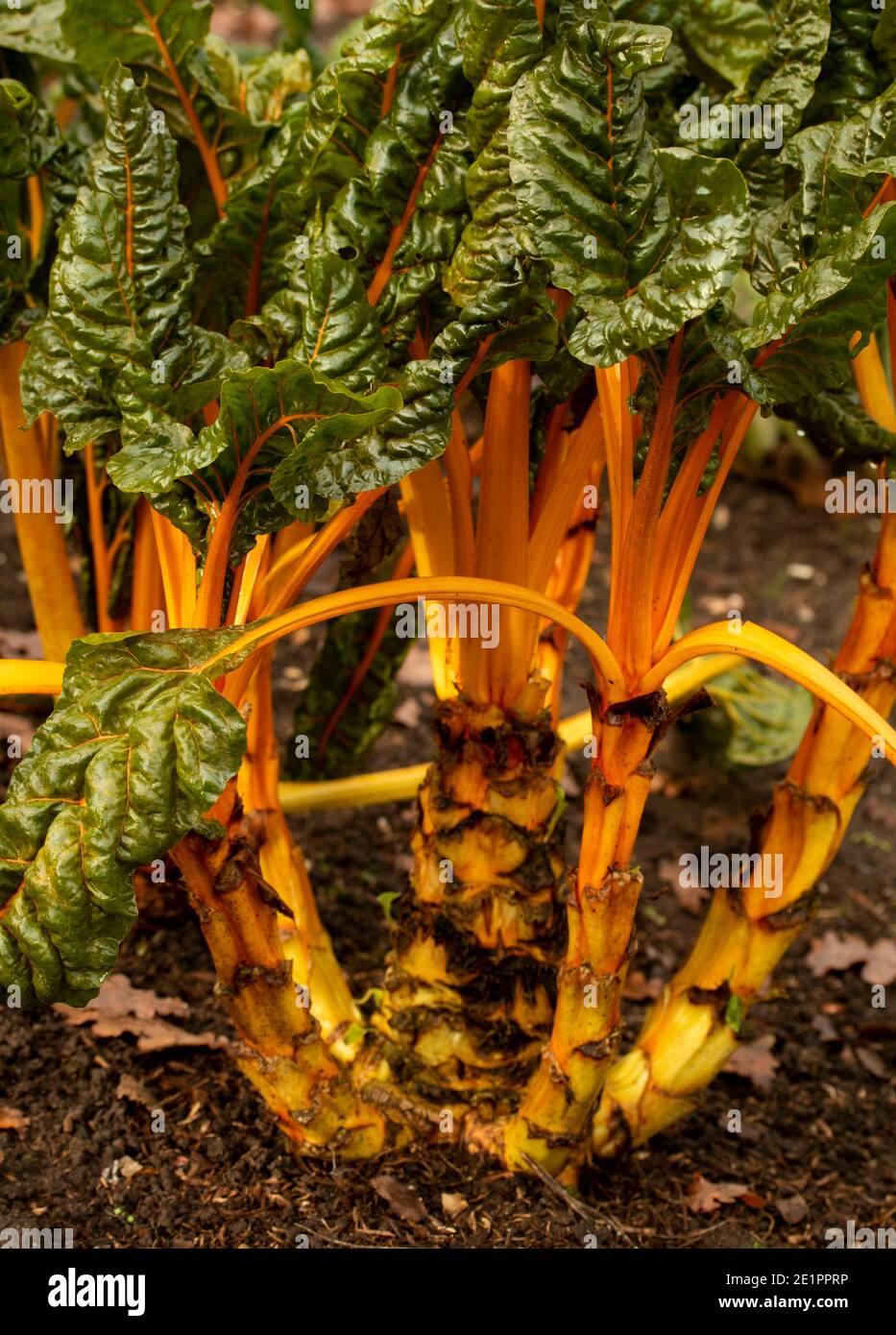 Bietole ‘giallo brillante’ al sole di inizio inverno con foglie verdi e costolette dorate, ritratto di ingredienti vegetali naturali Foto Stock