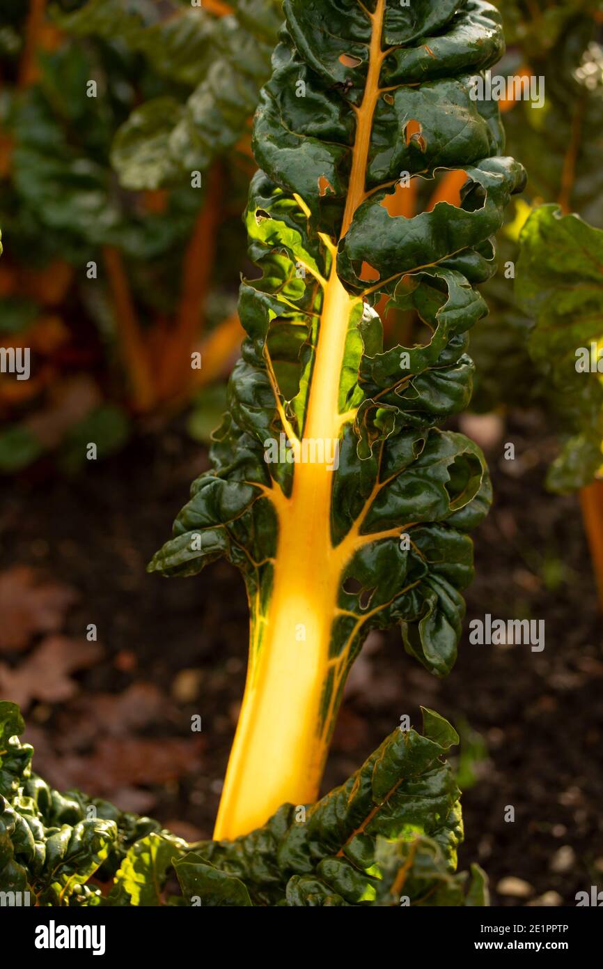 Bietole ‘giallo brillante’ al sole di inizio inverno con foglie verdi e costolette dorate, ritratto di ingredienti vegetali naturali Foto Stock