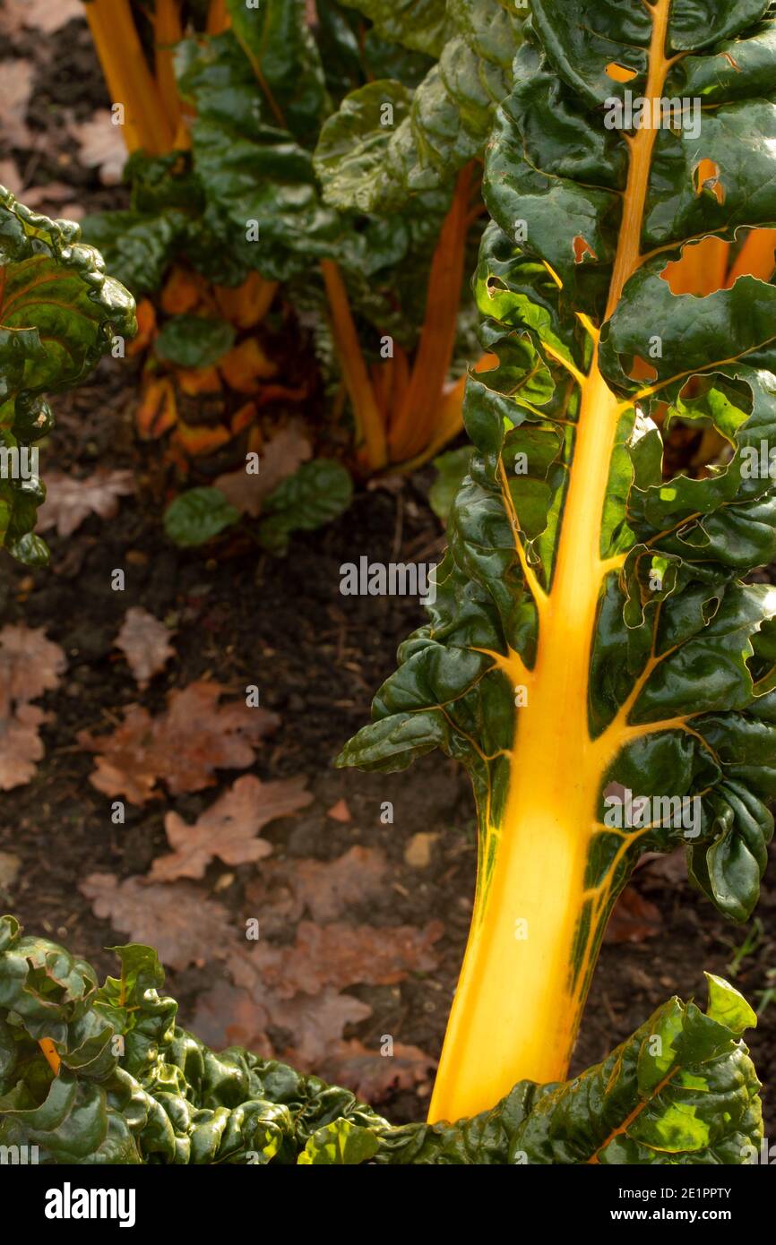 Bietole ‘giallo brillante’ al sole di inizio inverno con foglie verdi e costolette dorate, ritratto di ingredienti vegetali naturali Foto Stock