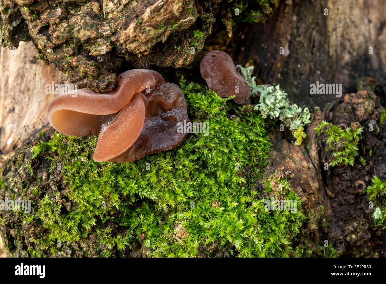 Intimo ritratto della natura di Auricularia auricula-judae e muschio su un tronco d'albero, l'ambiente in miniatura Foto Stock
