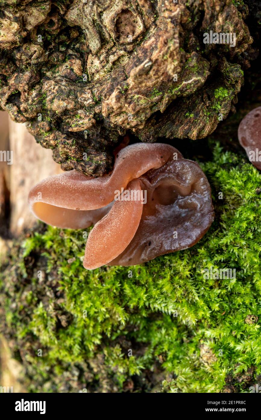 Intimo ritratto della natura di Auricularia auricula-judae e muschio su un tronco d'albero, l'ambiente in miniatura Foto Stock