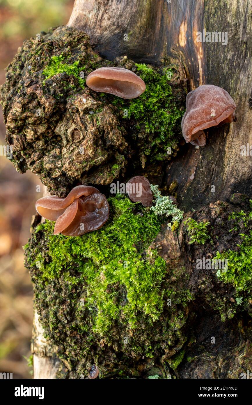 Intimo ritratto della natura di Auricularia auricula-judae e muschio su un tronco d'albero, l'ambiente in miniatura Foto Stock