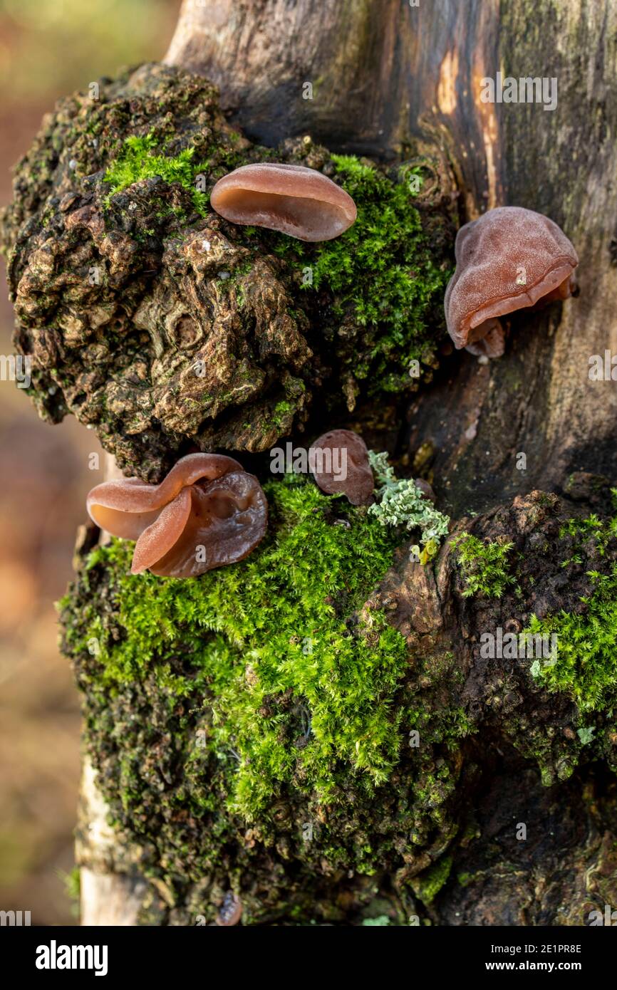 Intimo ritratto della natura di Auricularia auricula-judae e muschio su un tronco d'albero, l'ambiente in miniatura Foto Stock