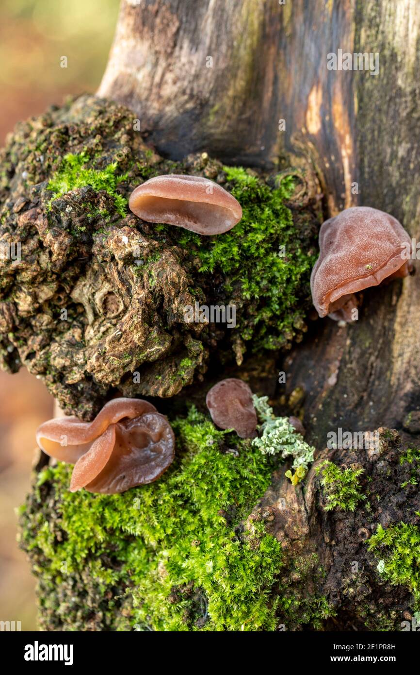 Intimo ritratto della natura di Auricularia auricula-judae e muschio su un tronco d'albero, l'ambiente in miniatura Foto Stock