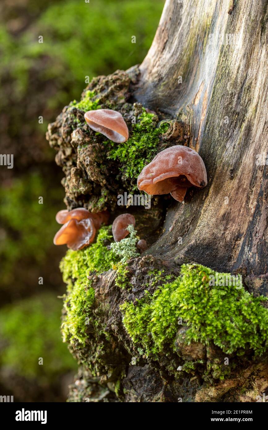 Intimo ritratto della natura di Auricularia auricula-judae e muschio su un tronco d'albero, l'ambiente in miniatura Foto Stock