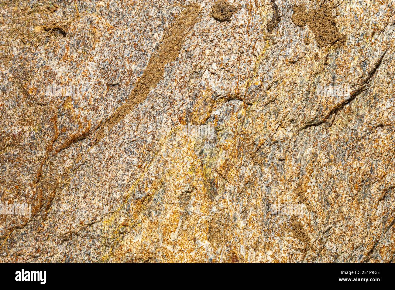 particolare di una colorata pietra di mare, ideale per sfondi e texture Foto Stock