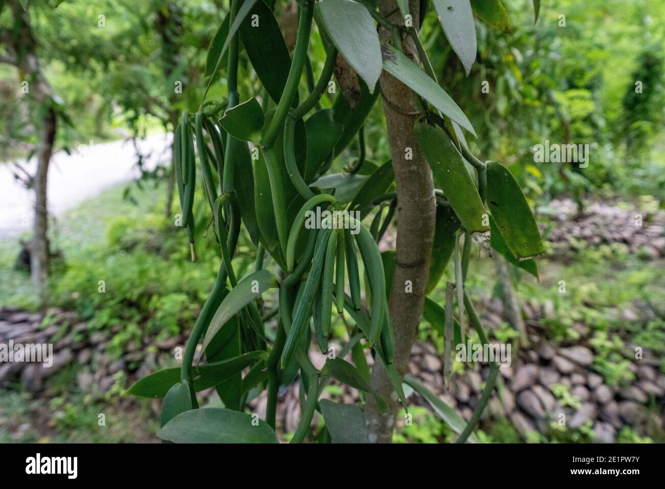 Habitus di vaniglia (Vanilla planifolia) a foglie piatte Foto Stock
