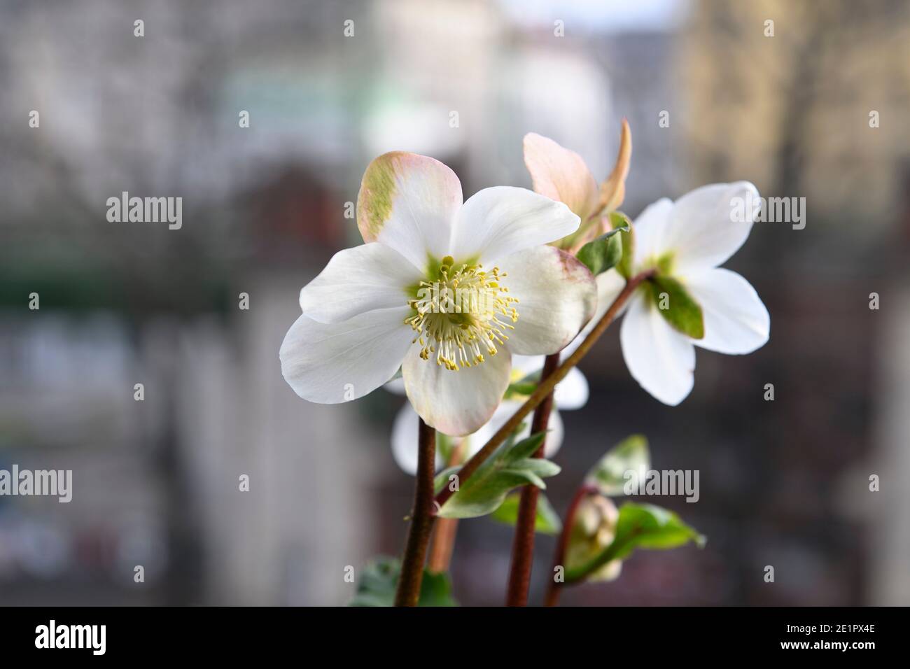 Rose da neve (Helleborus niger) su un davanzale a Vienna Foto Stock