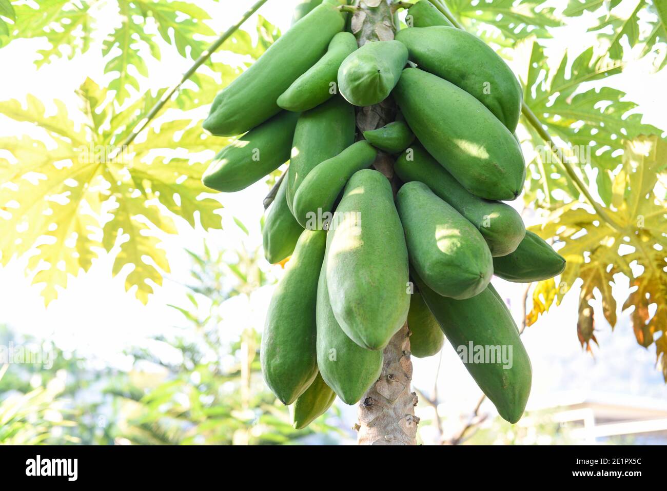 Papaya on tree in the organic green papaya garden plant agriculture for food Foto Stock
