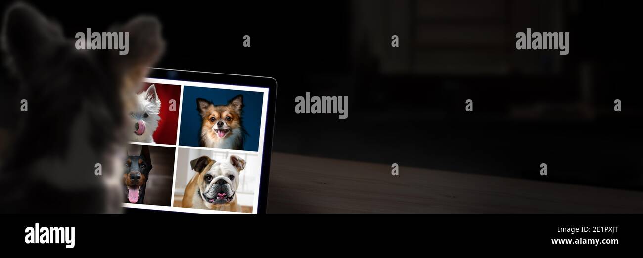 Cani su computer che hanno una videochiamata. Concetto di tecnologia con spazio di copia. Foto Stock