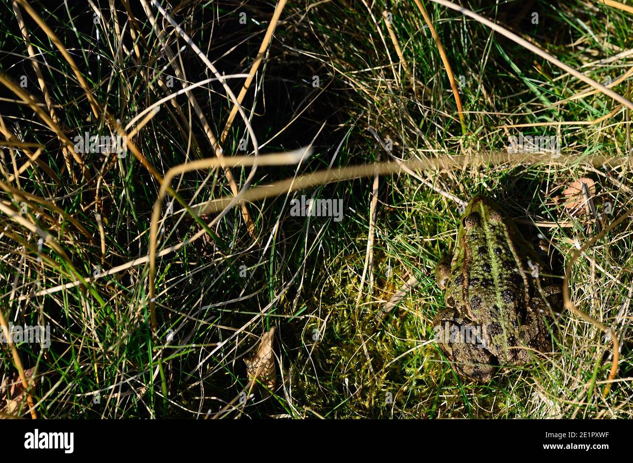 rana verde con buon camuffamento nell'erba Foto Stock
