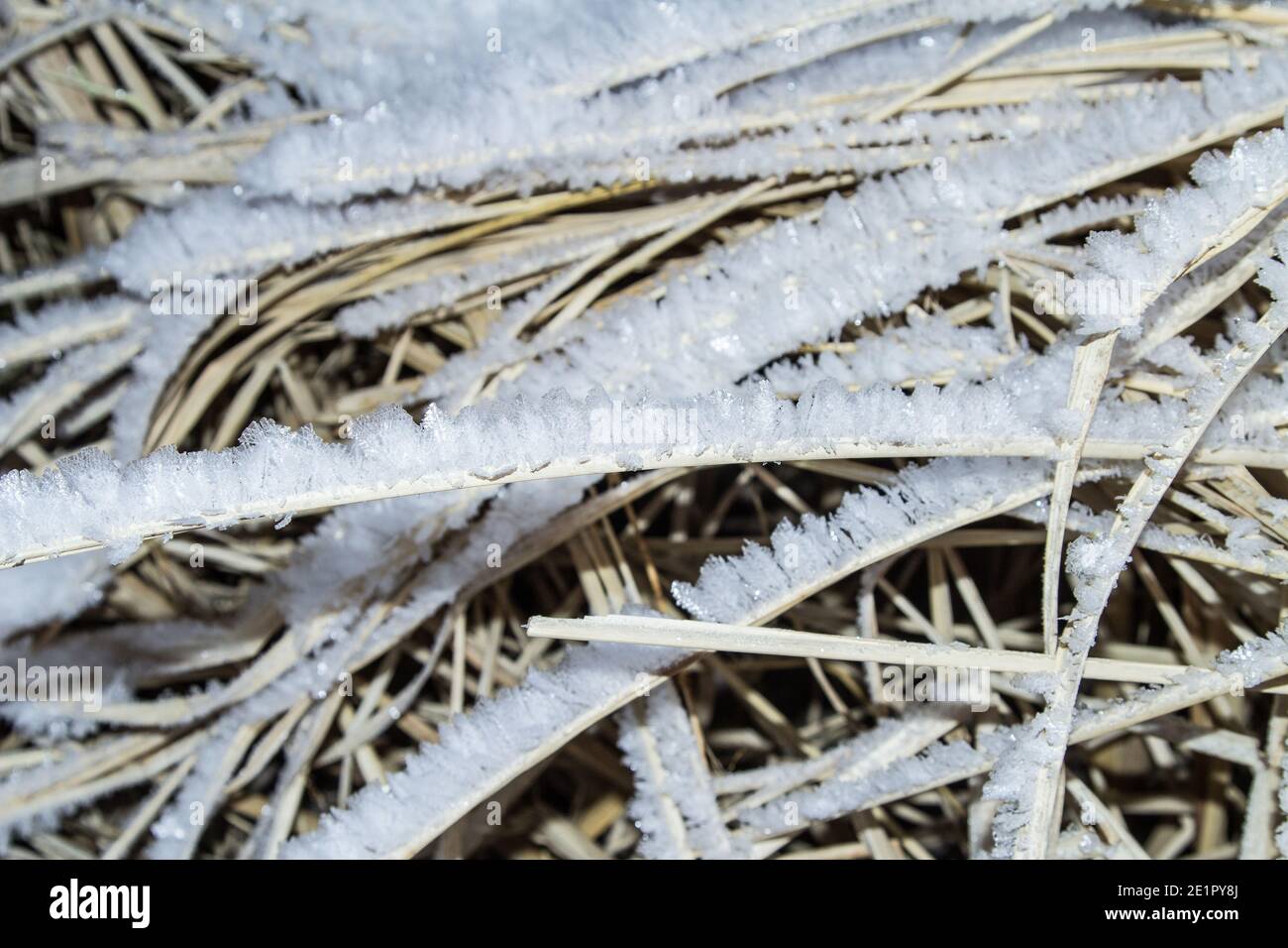 Erba coperta dal gelo. Sfondo botanico invernale. Foto Stock