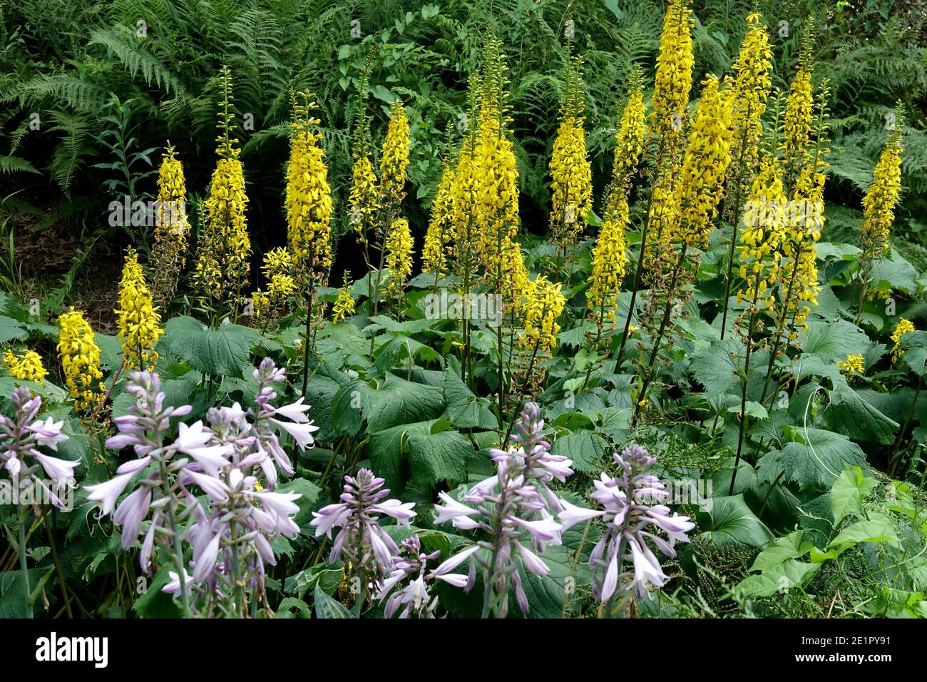 Piante erbacee di confine in giardino Hosta Ligularia hardy perennials Foto Stock
