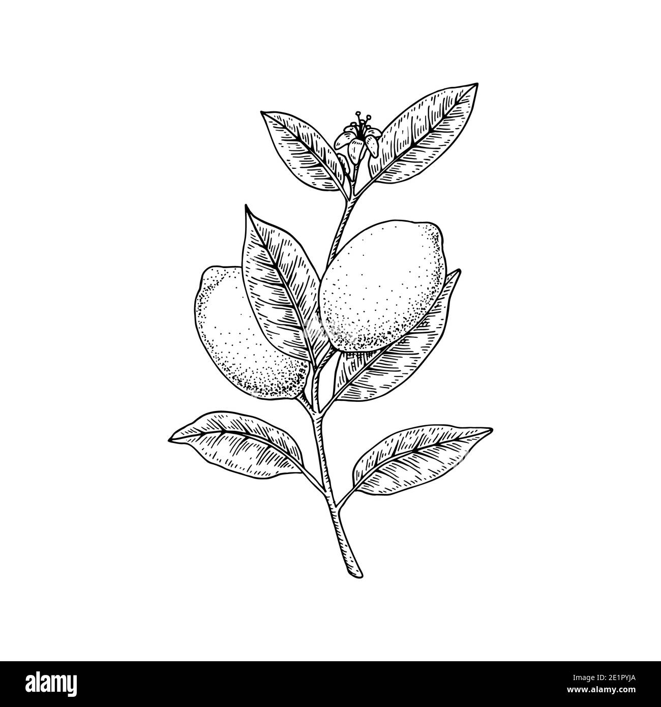 Rametto di limone disegnato a mano isolato su sfondo bianco. Illustrazione vettoriale nello stile di schizzo. Impianto di richiamo dell'immunità Foto Stock