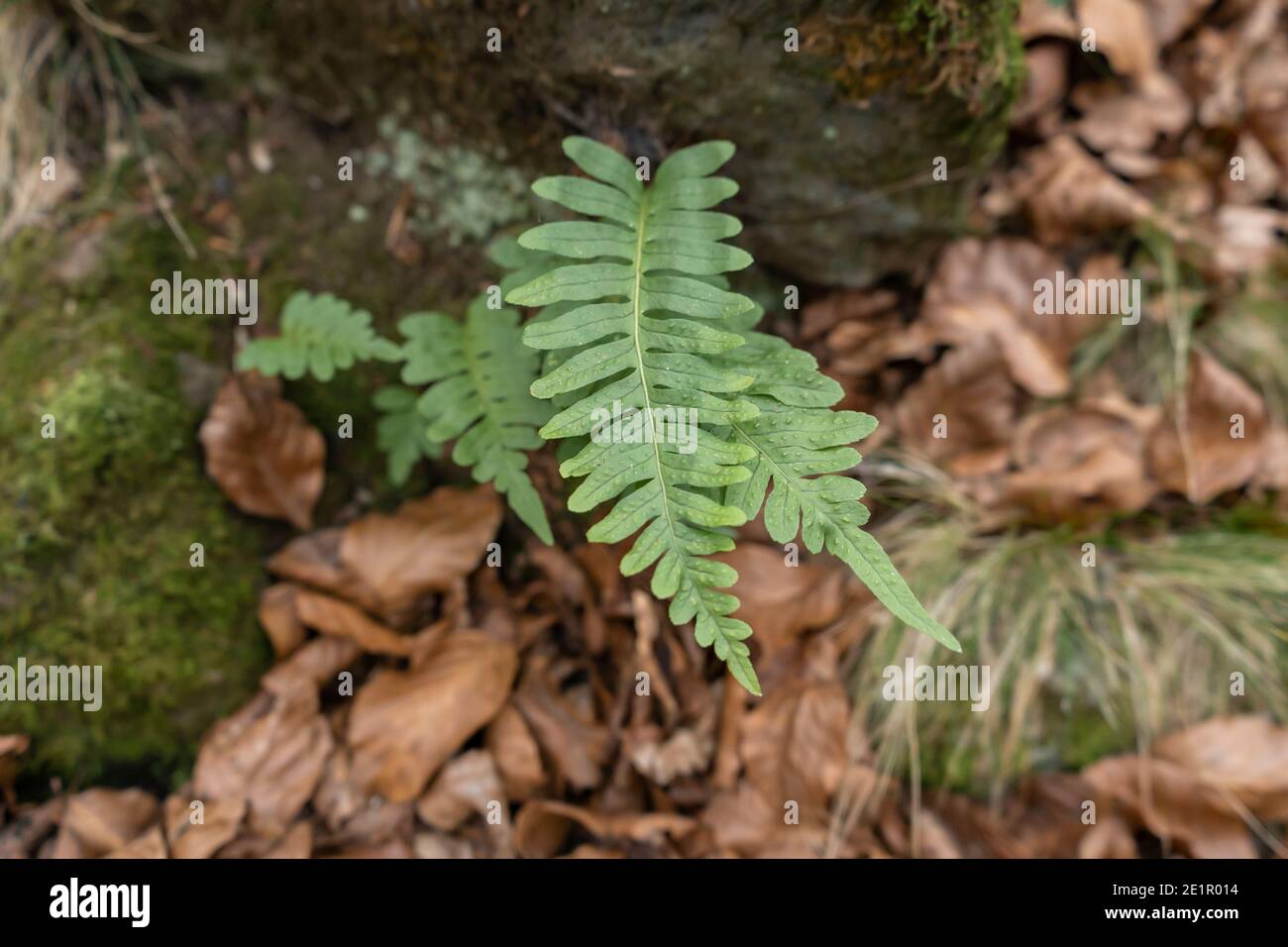 Pteridium aquilinum o aquila fern.Nature pianta background.Fashion design concetto. Foto Stock
