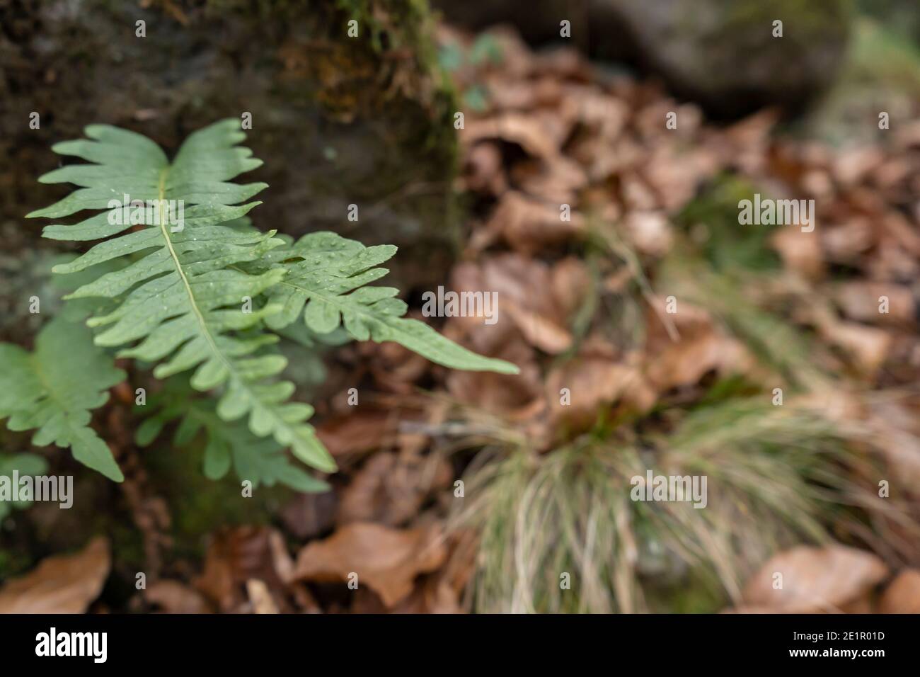 Pteridium aquilinum o aquila fern.Nature pianta background.Fashion design concetto. Spazio di copia Foto Stock