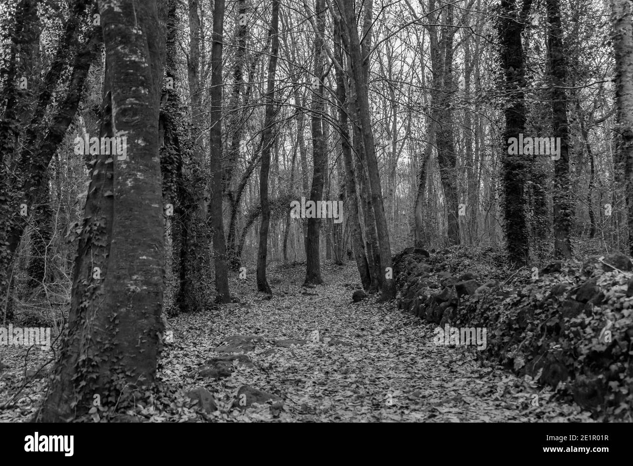 Splendido paesaggio forestale al tramonto. Incredibile scenario autunnale invernale con foglie di foglie autunnali sul sentiero.stile fotografico bianco e nero. Foto Stock