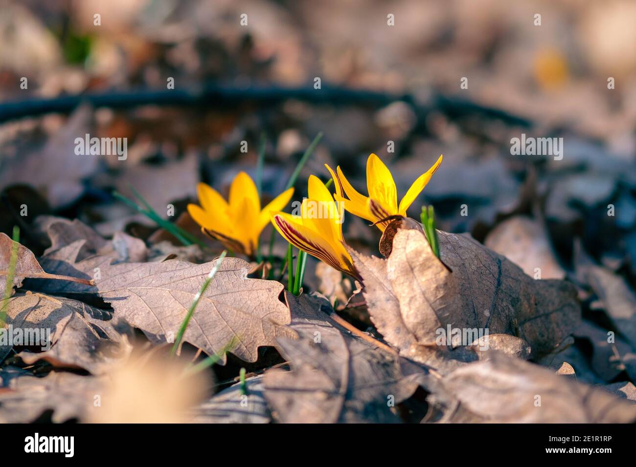 Primi fiori gialli primavera crocuses primo piano nella foresta Foto Stock